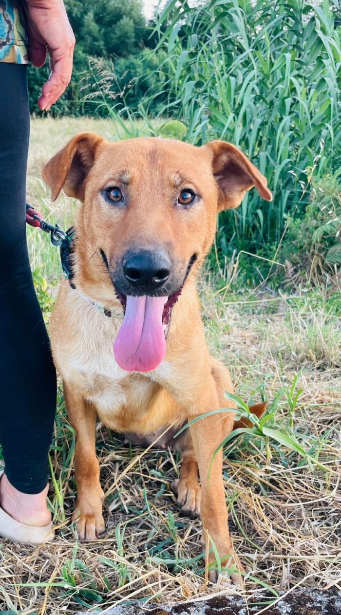 💖🐾 Dalia dolcissima simil Labrador in adozione - media 5