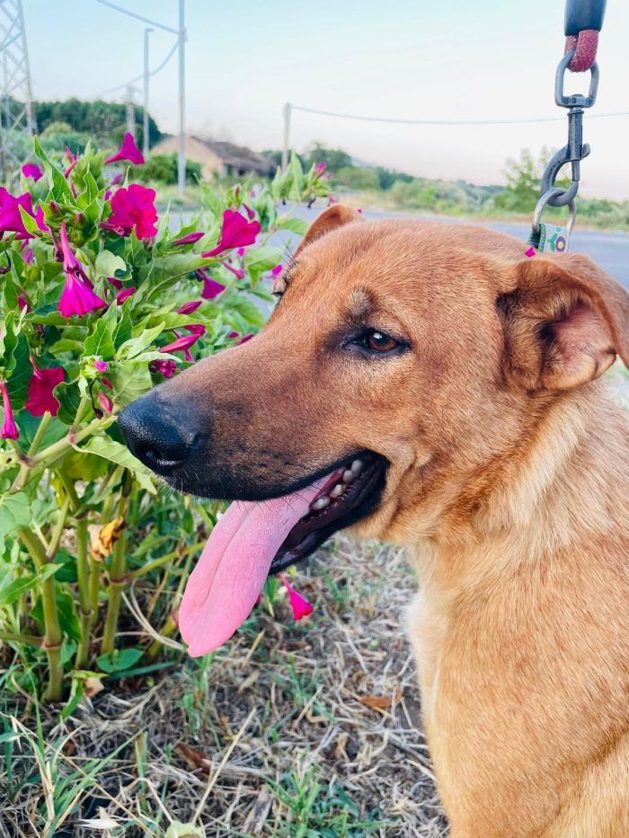 💖🐾 Dalia dolcissima simil Labrador in adozione