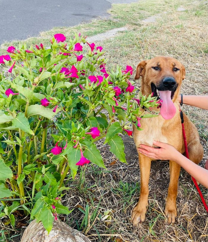 💖🐾 Dalia dolcissima simil Labrador in adozione - media 7
