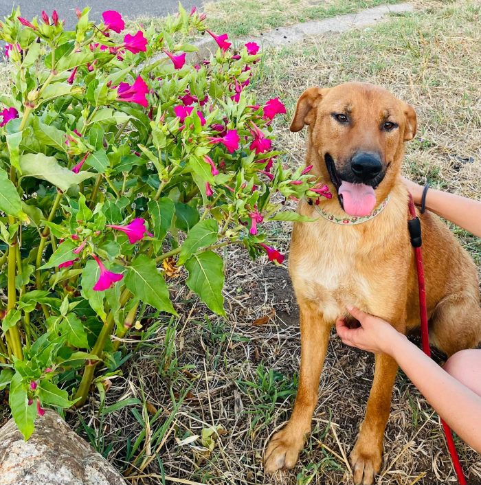 💖🐾 Dalia dolcissima simil Labrador in adozione - media 8