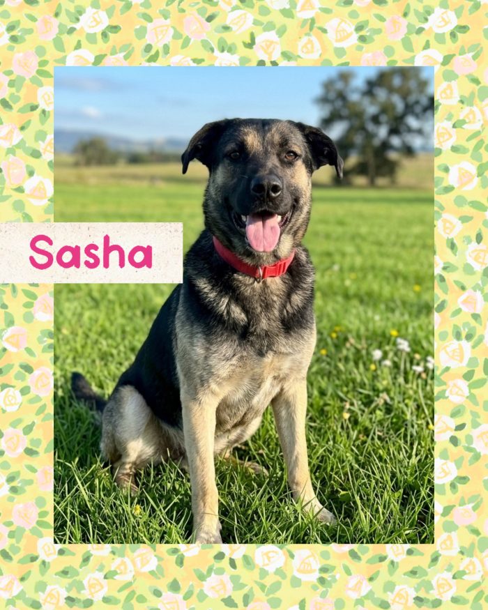 💖🐾 SASHA DOLCISSIMA CAGNOLINA IN ADOZIONE