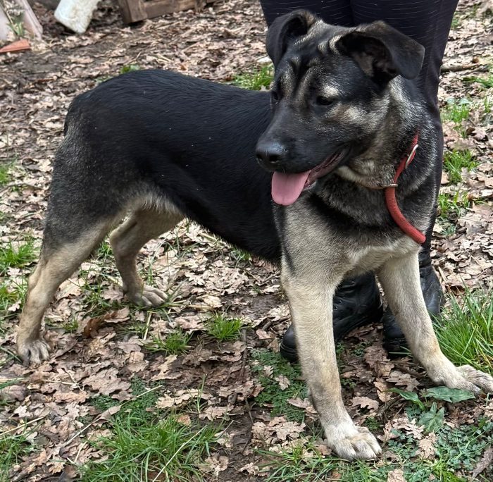 💖🐾 SASHA DOLCISSIMA CAGNOLINA IN ADOZIONE