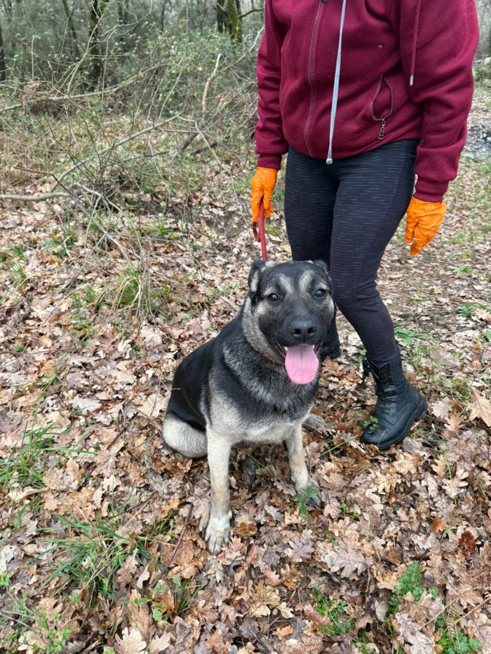 💖🐾 SASHA DOLCISSIMA CAGNOLINA IN ADOZIONE