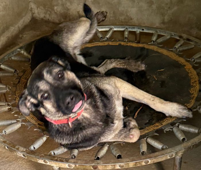 💖🐾 SASHA DOLCISSIMA CAGNOLINA IN ADOZIONE - media 7