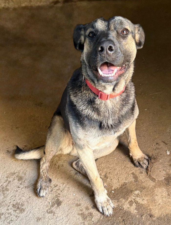 💖🐾 SASHA DOLCISSIMA CAGNOLINA IN ADOZIONE - media 8