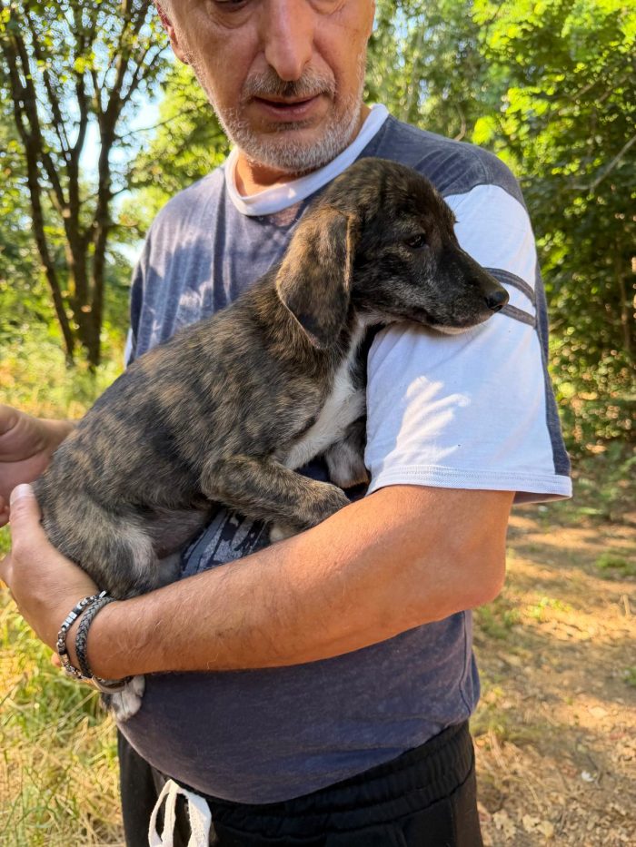 Splendidi cuccioli in adozione taglia medio piccola