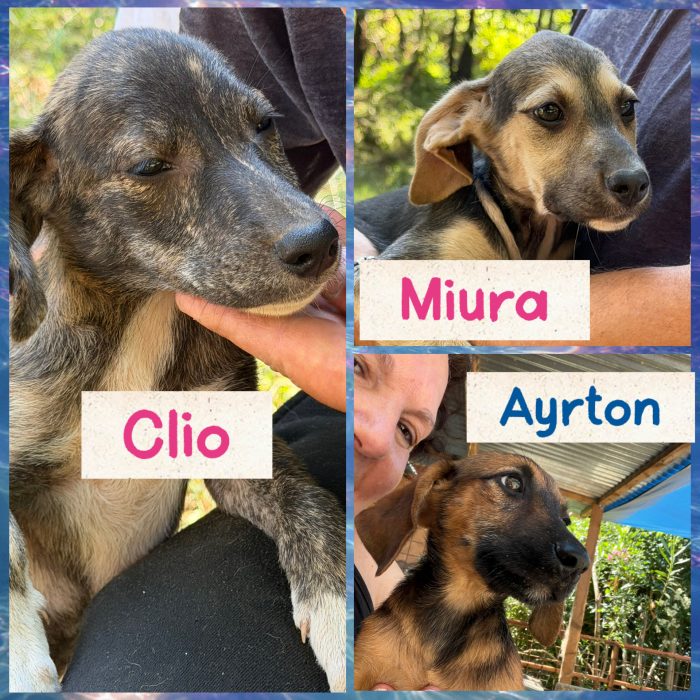 Splendidi cuccioli in adozione taglia medio piccola