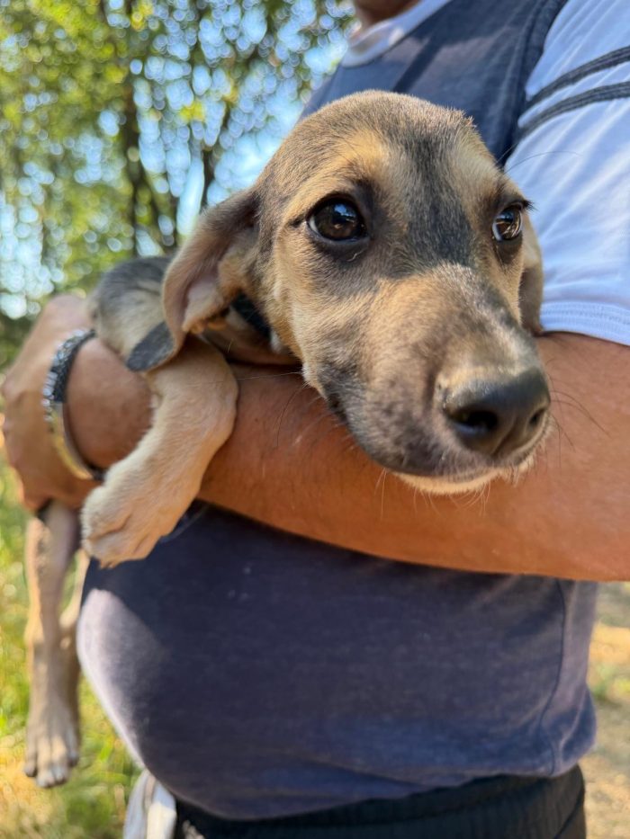 Splendidi cuccioli in adozione taglia medio piccola - media 5