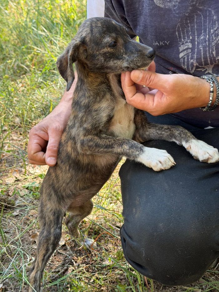 Splendidi cuccioli in adozione taglia medio piccola - media 4