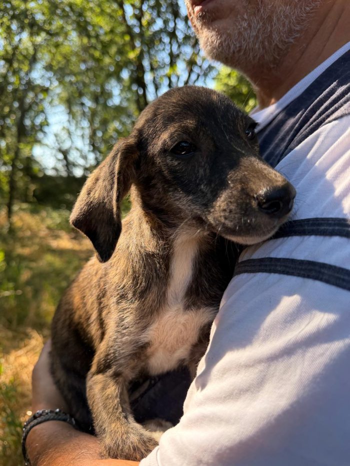 Splendidi cuccioli in adozione taglia medio piccola