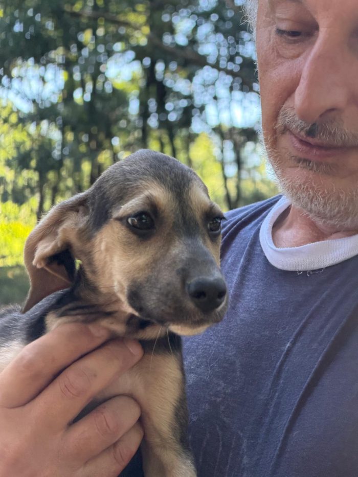 Splendidi cuccioli in adozione taglia medio piccola - media 7