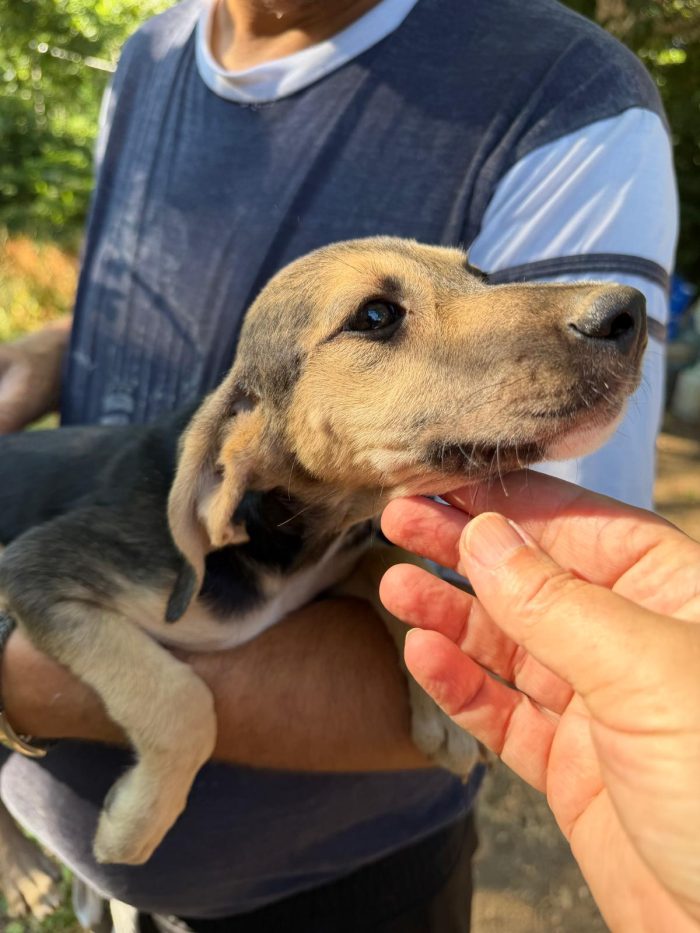 Splendidi cuccioli in adozione taglia medio piccola - media 6
