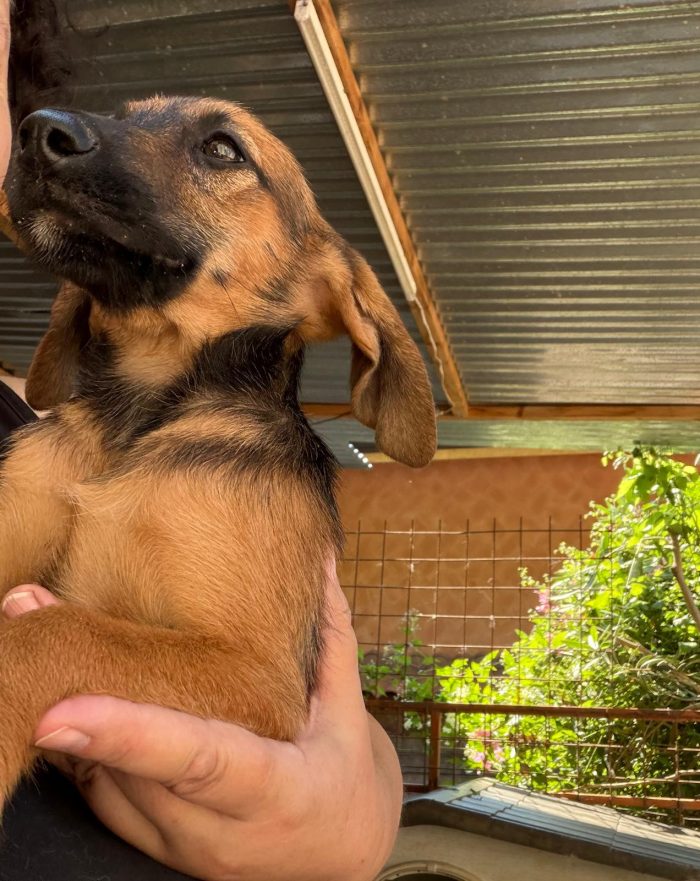 Splendidi cuccioli in adozione taglia medio piccola - media 10