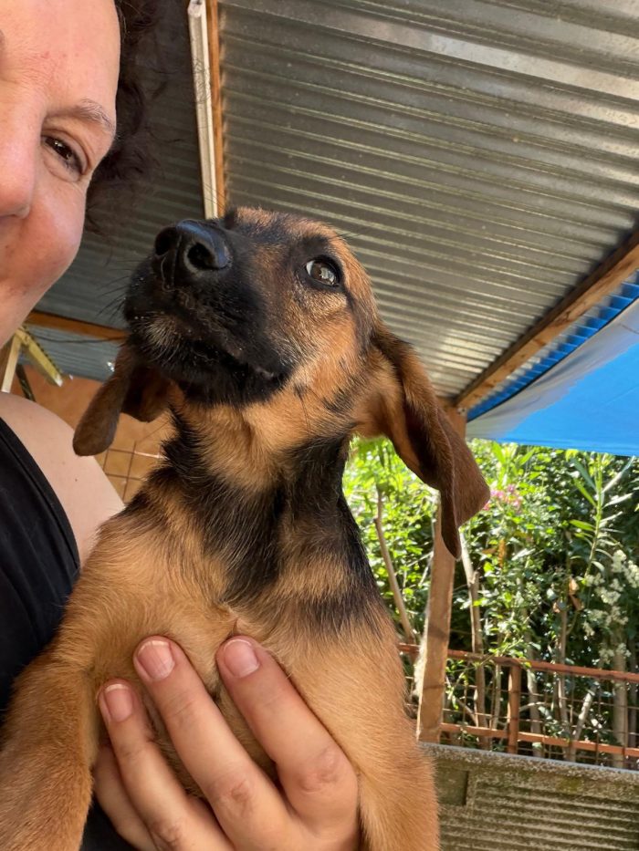 Splendidi cuccioli in adozione taglia medio piccola - media 9