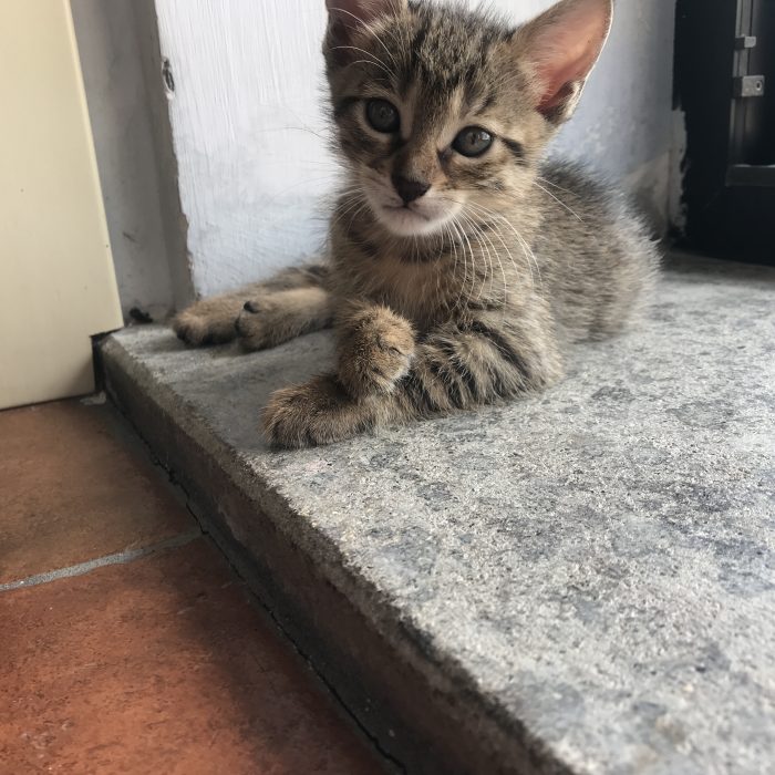 Cucciolata del 9 giugno cerca casa - media 4