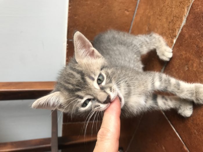 Cucciolata del 9 giugno cerca casa - media 5