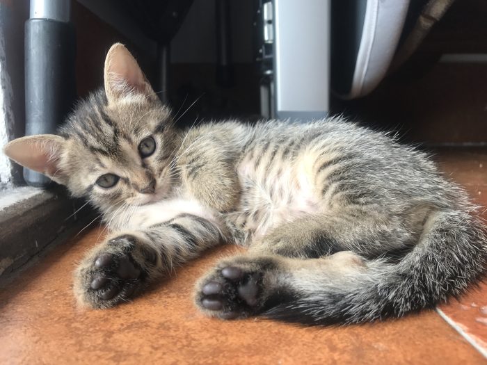 Cucciolata del 9 giugno cerca casa - media 7