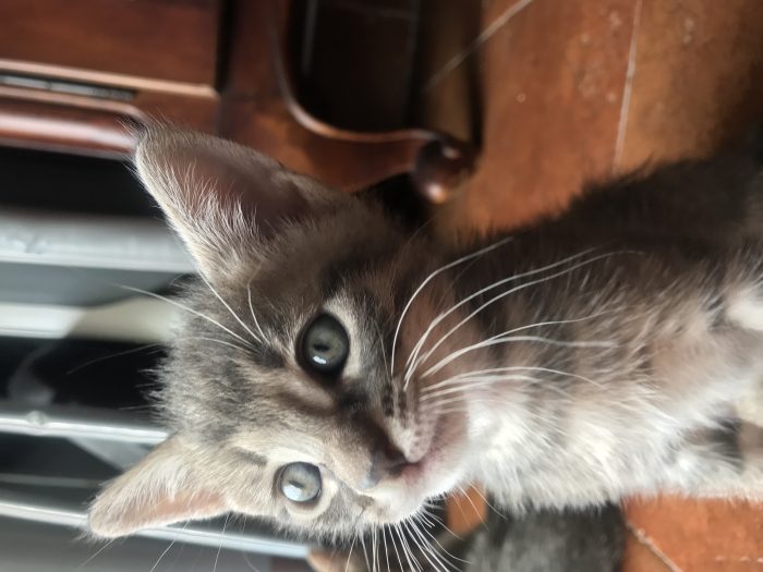 Cucciolata del 9 giugno cerca casa - media 6