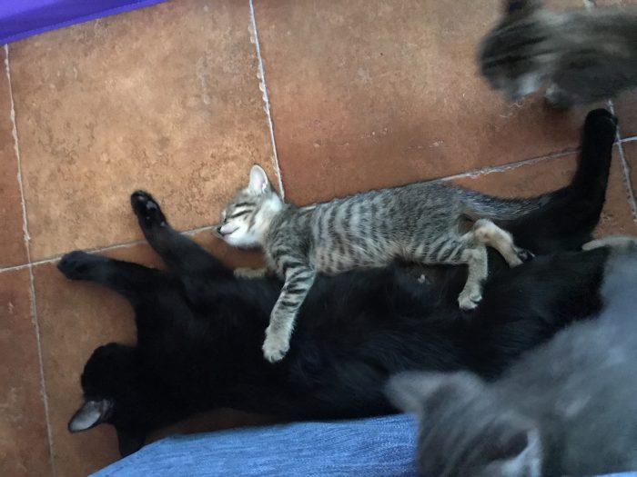 Cucciolata del 9 giugno cerca casa - media 8