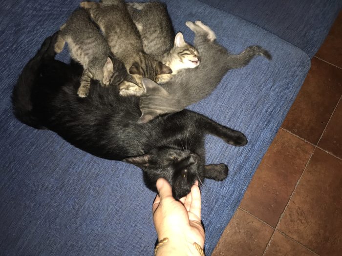 Cucciolata del 9 giugno cerca casa - media 9