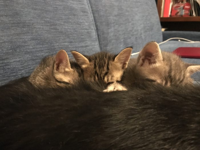 Cucciolata del 9 giugno cerca casa - media 10