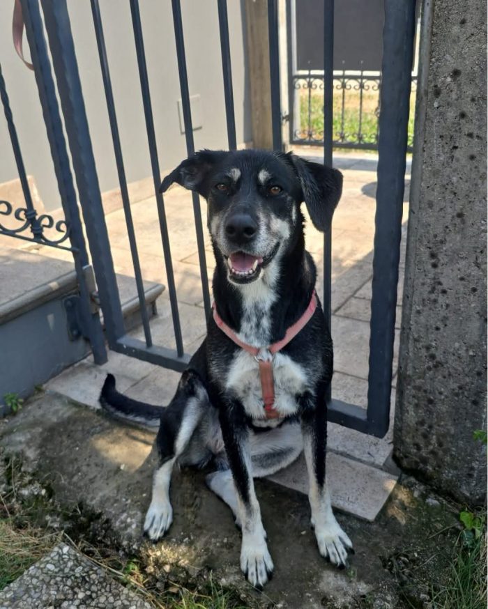 Dolce, giocarellona, cerca compagnia