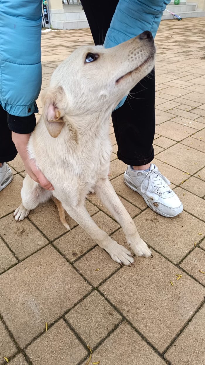 Cucciolo meticcio