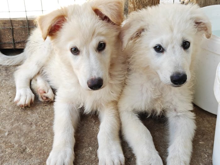 Cucciolotti mix maremmani 3 mesi