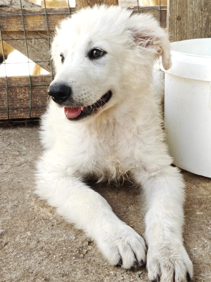 Cucciolotti mix maremmani 3 mesi