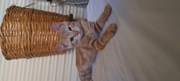 PUPI: MICINA DI 2 MESI E MEZZO CERCA FAMIGLIA