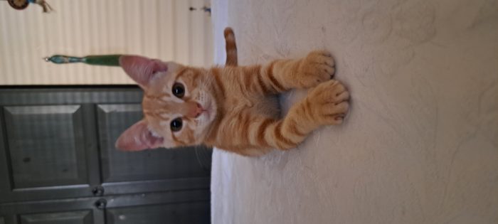 PUPI: MICINA DI 2 MESI E MEZZO CERCA FAMIGLIA