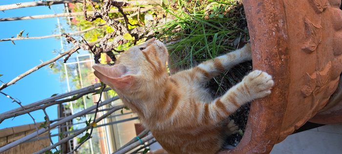 PUPI: MICINA DI 2 MESI E MEZZO CERCA FAMIGLIA - media 4