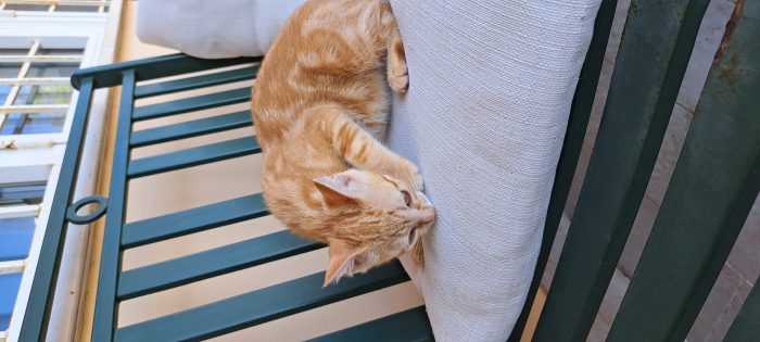 PUPI: MICINA DI 2 MESI E MEZZO CERCA FAMIGLIA