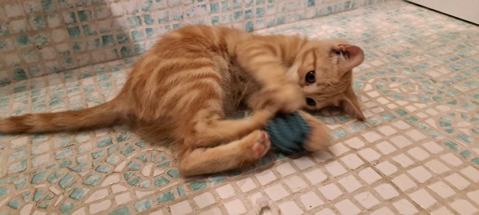 PUPI: MICINA DI 2 MESI E MEZZO CERCA FAMIGLIA - media 5