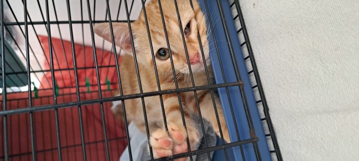 PUPI: MICINA DI 2 MESI E MEZZO CERCA FAMIGLIA - media 7
