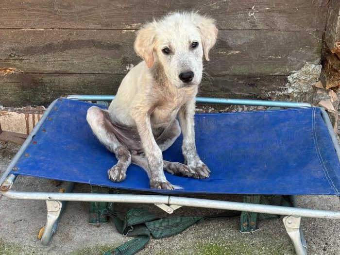 ELVIS cucciolo 3 mesi mix golden retriever cerca casa - in adozione