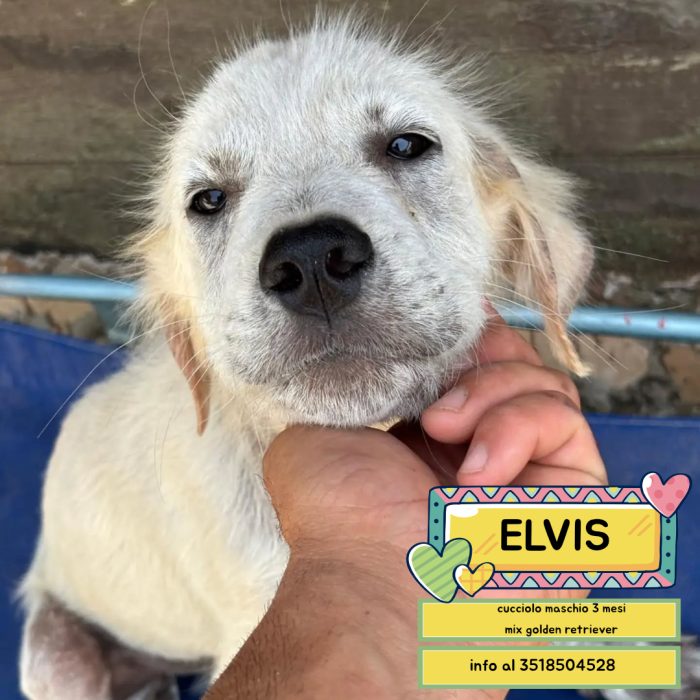 ELVIS cucciolo 3 mesi mix golden retriever cerca casa - in adozione