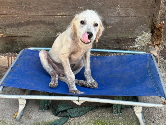 ELVIS cucciolo 3 mesi mix golden retriever cerca casa - in adozione