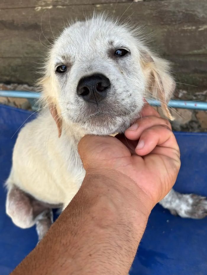 ELVIS cucciolo 3 mesi mix golden retriever cerca casa - in adozione - media 6