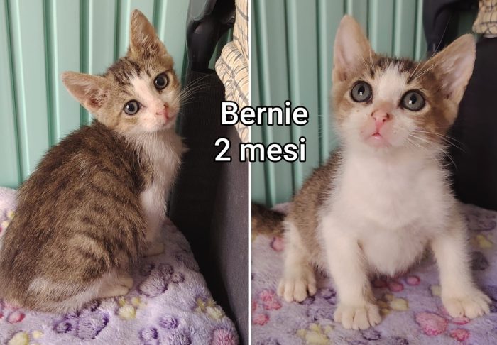 Miciottini bellissimi - media 7