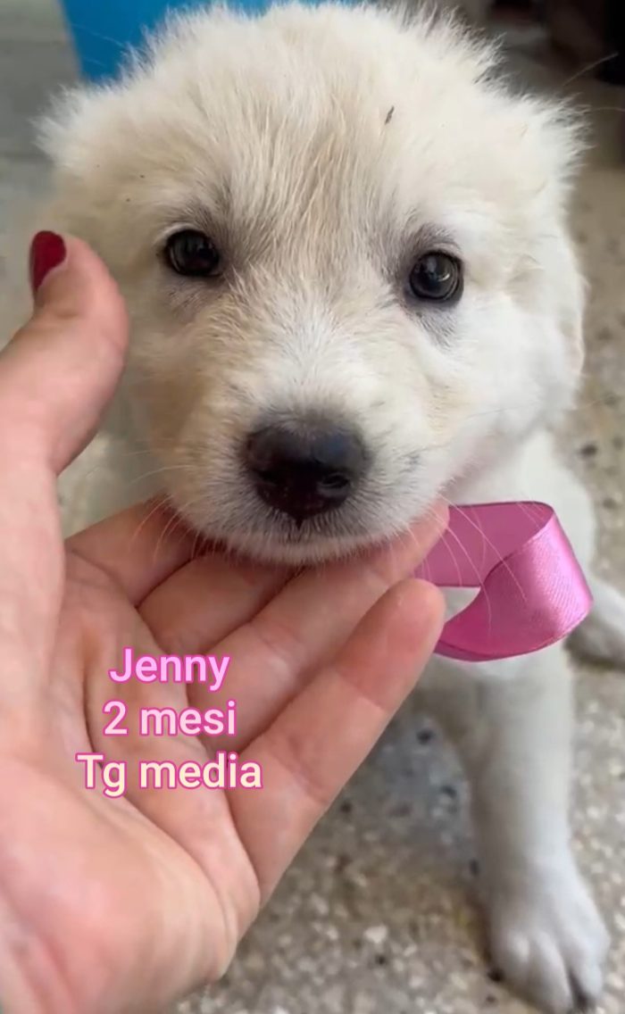 Emergenza cuccioli