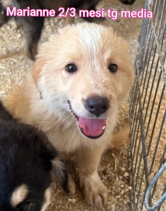 Emergenza cuccioli