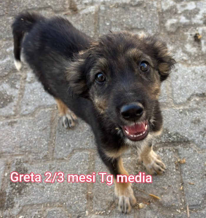 Emergenza cuccioli - media 6