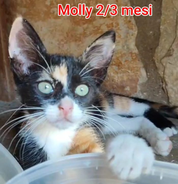 Siamo sommerse dai gattini