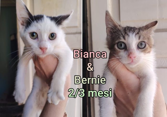 Siamo sommerse dai gattini