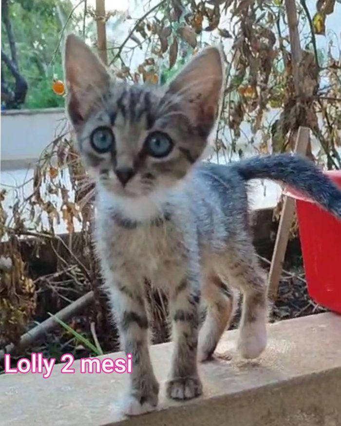 Siamo sommerse dai gattini