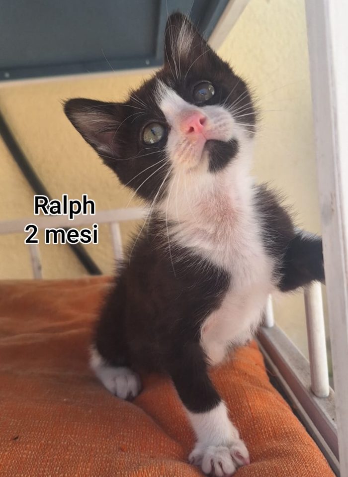 Siamo sommerse dai gattini - media 9