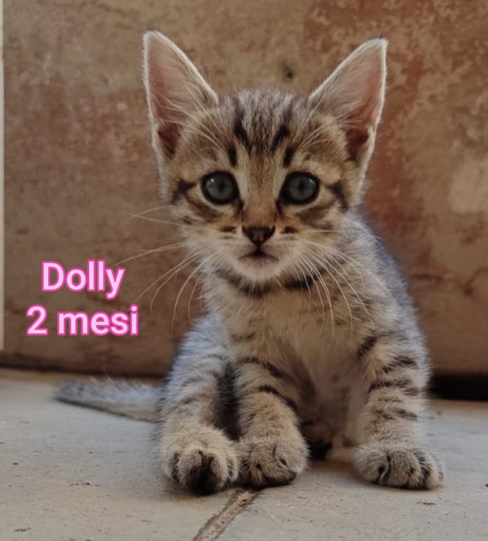 Siamo sommerse dai gattini - media 10