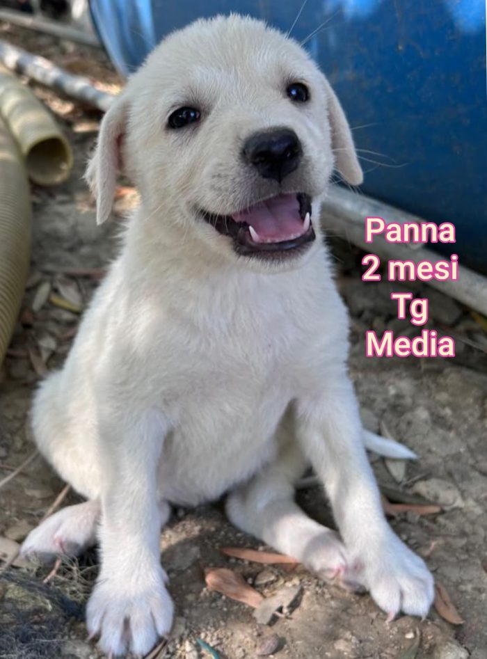 Una valanga di cuccioli - media 4
