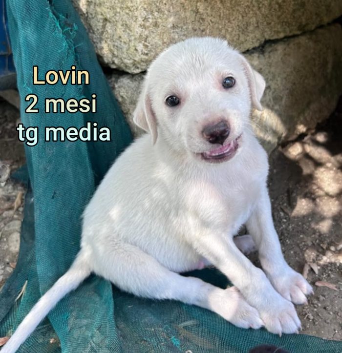 Una valanga di cuccioli - media 8